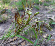 صورة Ornithoglossum