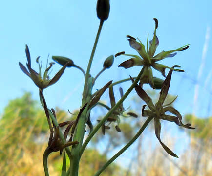 Image of Ornithoglossum