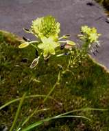 صورة Bulbine abyssinica A. Rich.