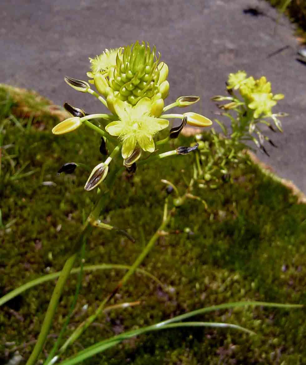 Imagem de Bulbine abyssinica A. Rich.