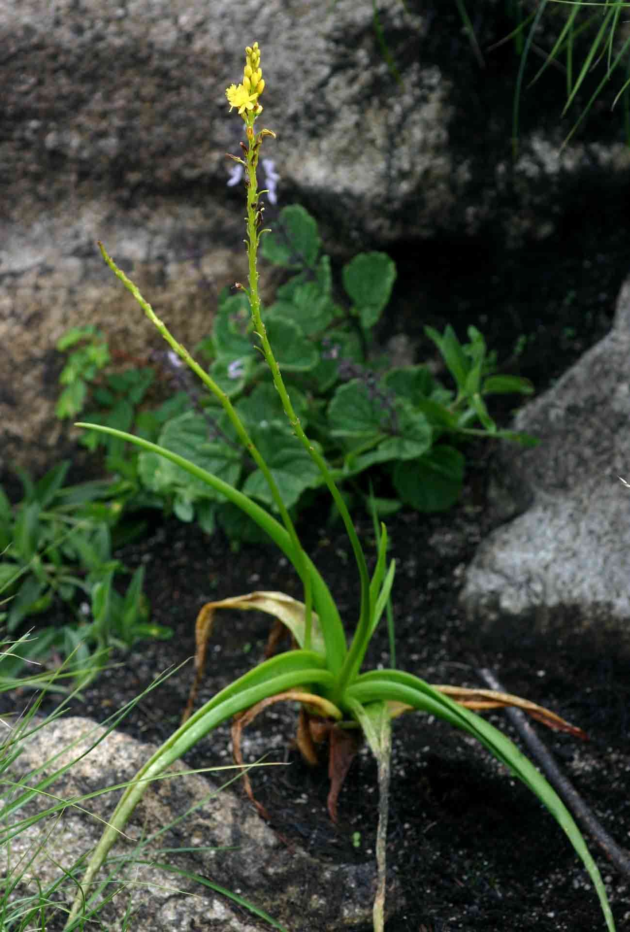 Imagem de Bulbine latifolia (L. fil.) Spreng.