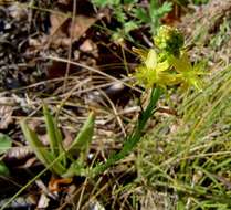 Imagem de Bulbine latifolia (L. fil.) Spreng.