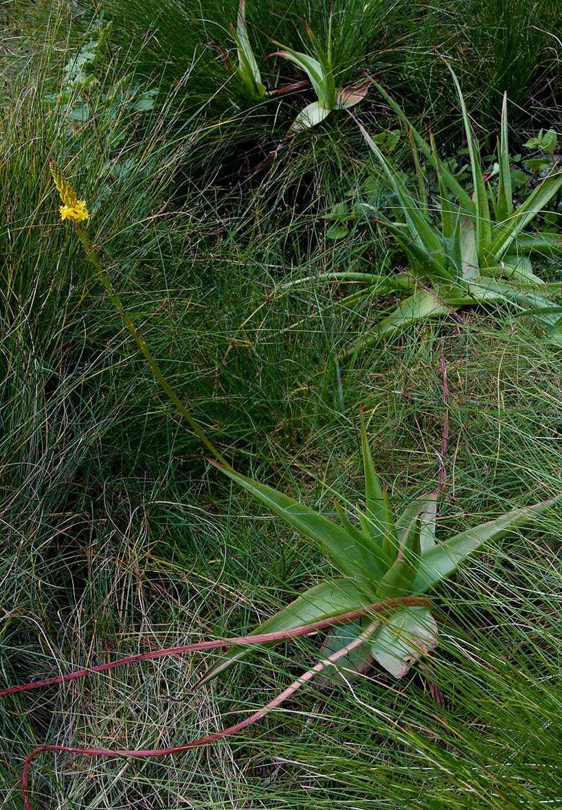 Imagem de Bulbine latifolia (L. fil.) Spreng.