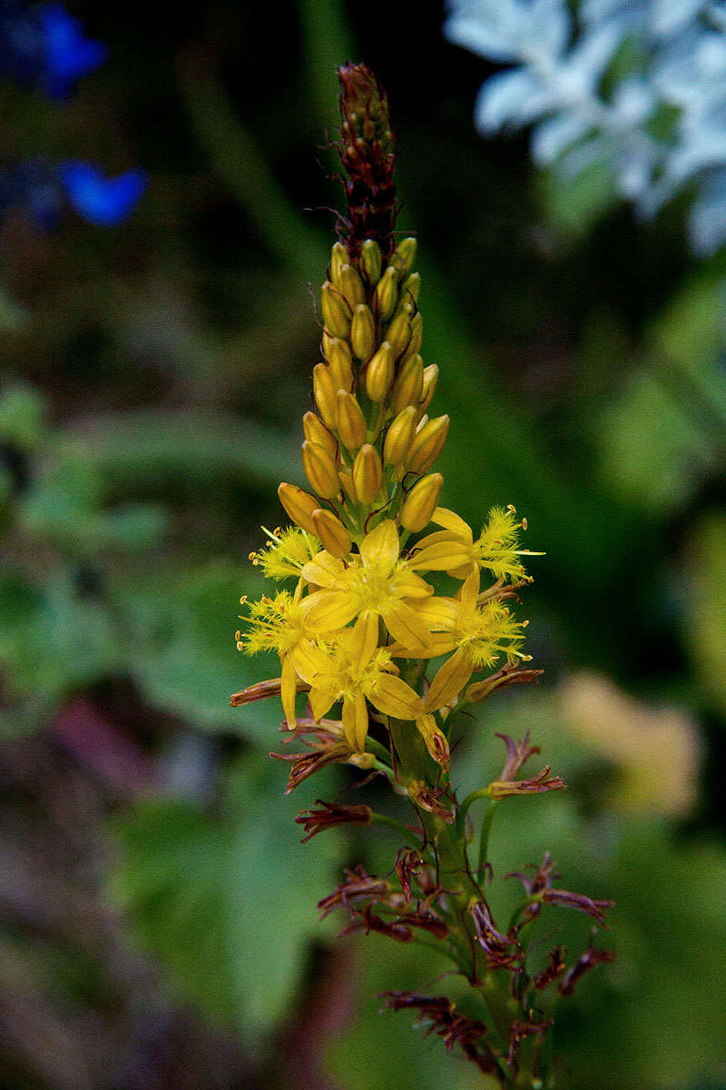 Imagem de Bulbine latifolia (L. fil.) Spreng.