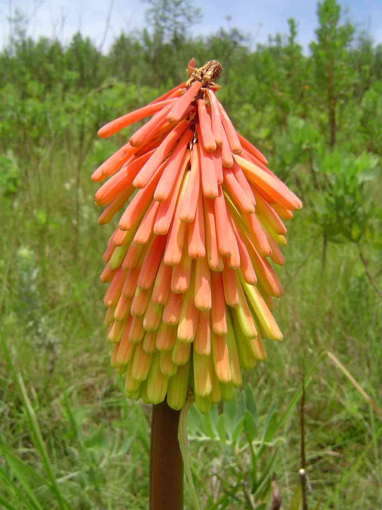 Image of Common red hot poker
