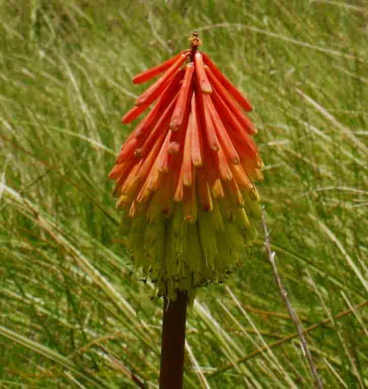 Image of Common red hot poker