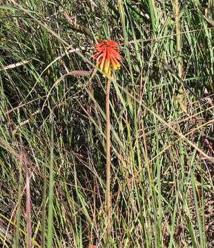 Image of Common red hot poker