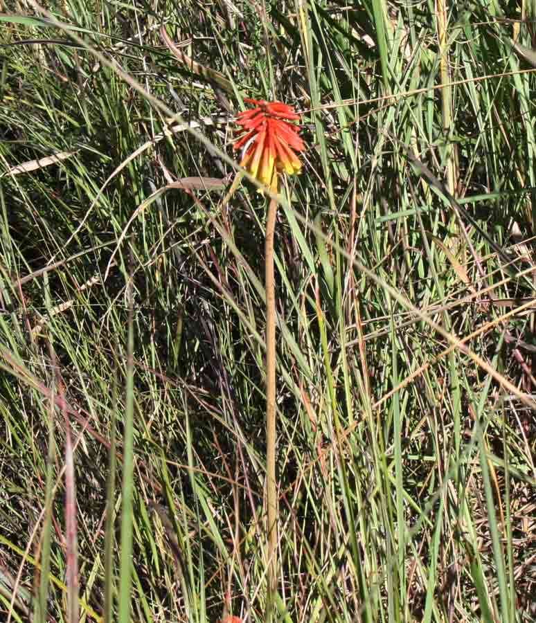 Sivun Kniphofia linearifolia Baker kuva