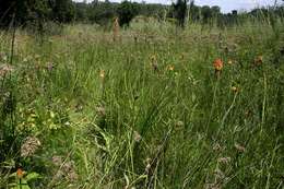 Image de Kniphofia linearifolia Baker