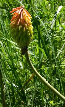 Слика од Kniphofia linearifolia Baker