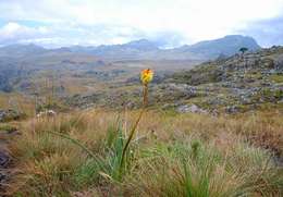 Image of Common red hot poker