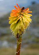 Image de Kniphofia linearifolia Baker