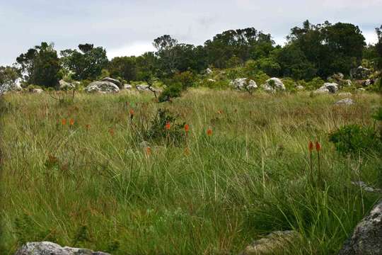 Image of Common red hot poker