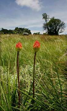 Слика од Kniphofia linearifolia Baker