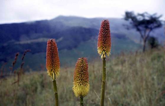 Image of Red hot poker