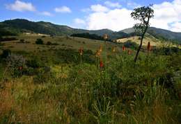 Image of Red hot poker