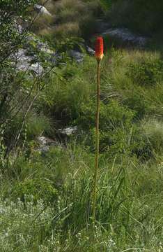 Image of Red hot poker