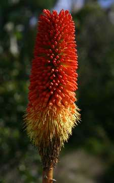 Image of Red hot poker