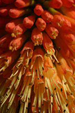 Image of Red hot poker