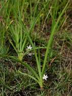 Image of Chlorophytum affine Baker