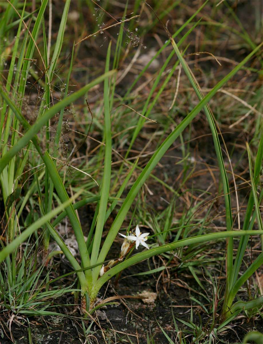 Image of chlorophytum