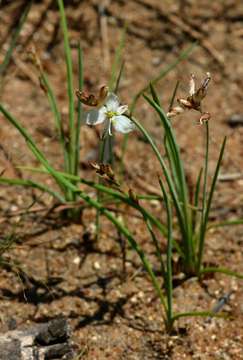 Image of Chlorophytum anceps (Baker) Kativu