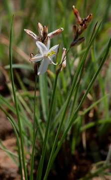 Image of Chlorophytum anceps (Baker) Kativu