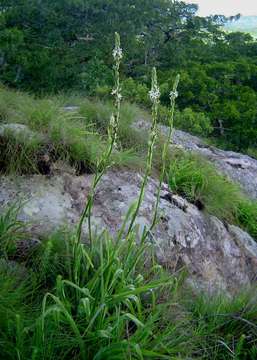 Image of Chlorophytum bowkeri Baker