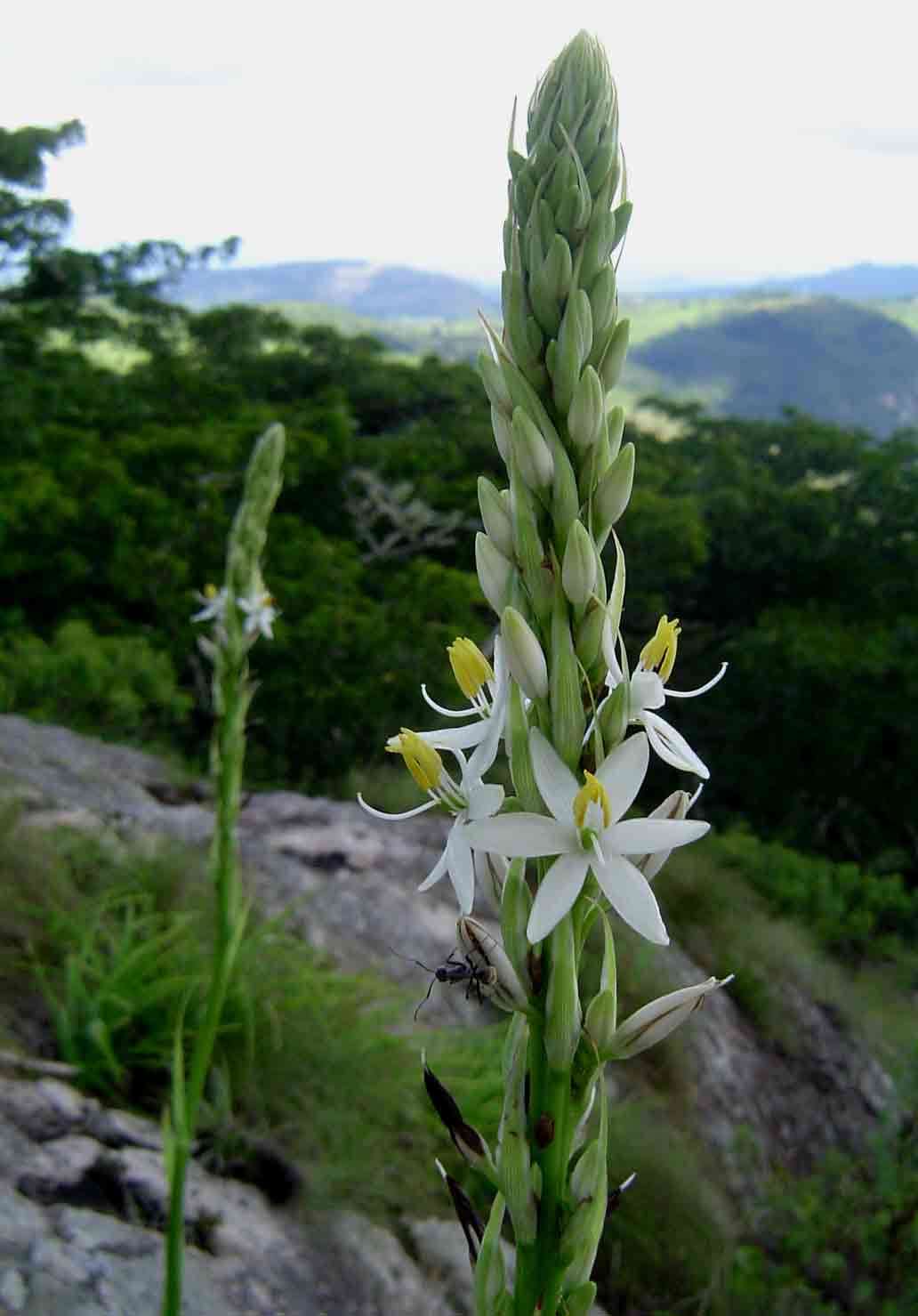 Image of Chlorophytum bowkeri Baker