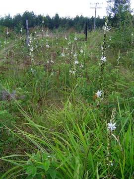 Image of Chlorophytum bowkeri Baker