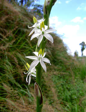 Image of Chlorophytum bowkeri Baker