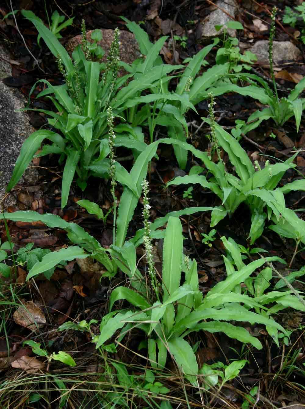 Image of Chlorophytum brachystachyum Baker