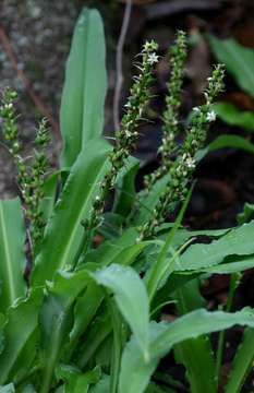 Image of Chlorophytum brachystachyum Baker