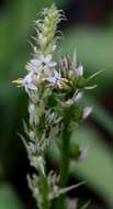 Image of Chlorophytum brachystachyum Baker