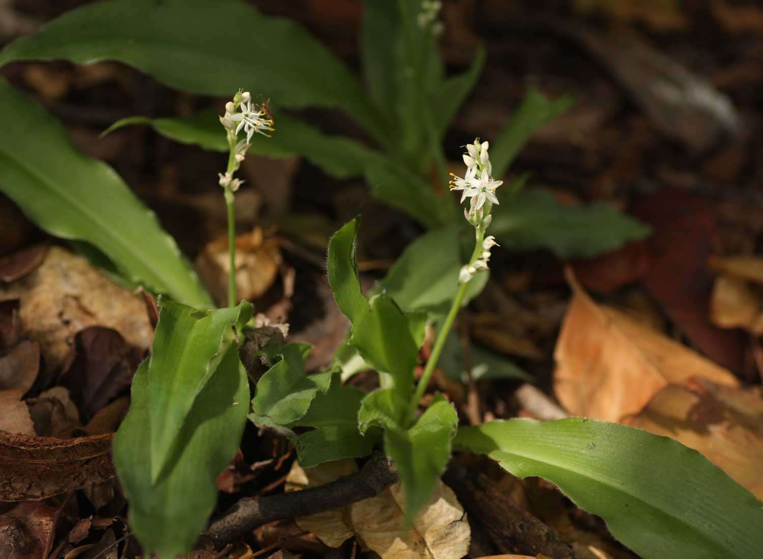 Image of Chlorophytum brachystachyum Baker