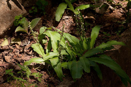 Image of Chlorophytum brachystachyum Baker