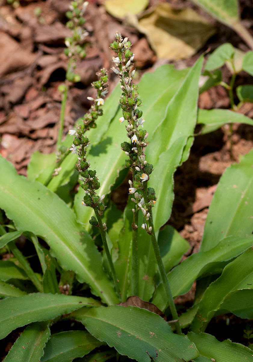 Image of Chlorophytum brachystachyum Baker