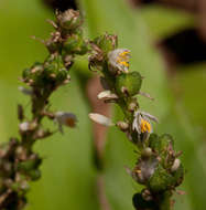 Image of Chlorophytum brachystachyum Baker