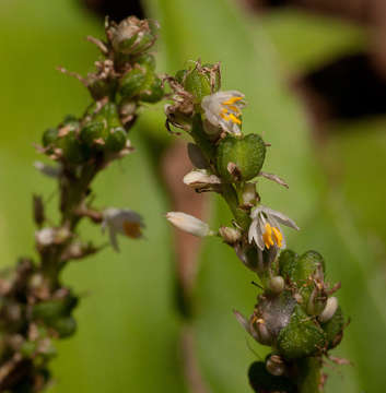 Image of Chlorophytum brachystachyum Baker