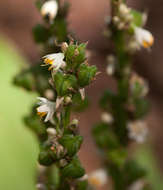 Image of Chlorophytum brachystachyum Baker