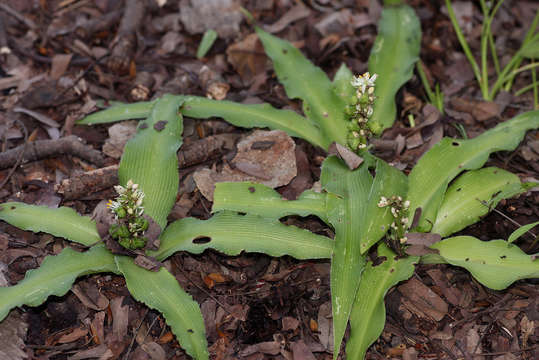 Image of Chlorophytum brachystachyum Baker