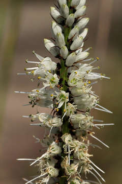 Image of Chlorophytum colubrinum (Baker) Engl.