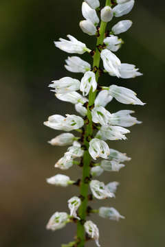 Image of Chlorophytum colubrinum (Baker) Engl.