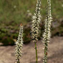 Image of Chlorophytum colubrinum (Baker) Engl.