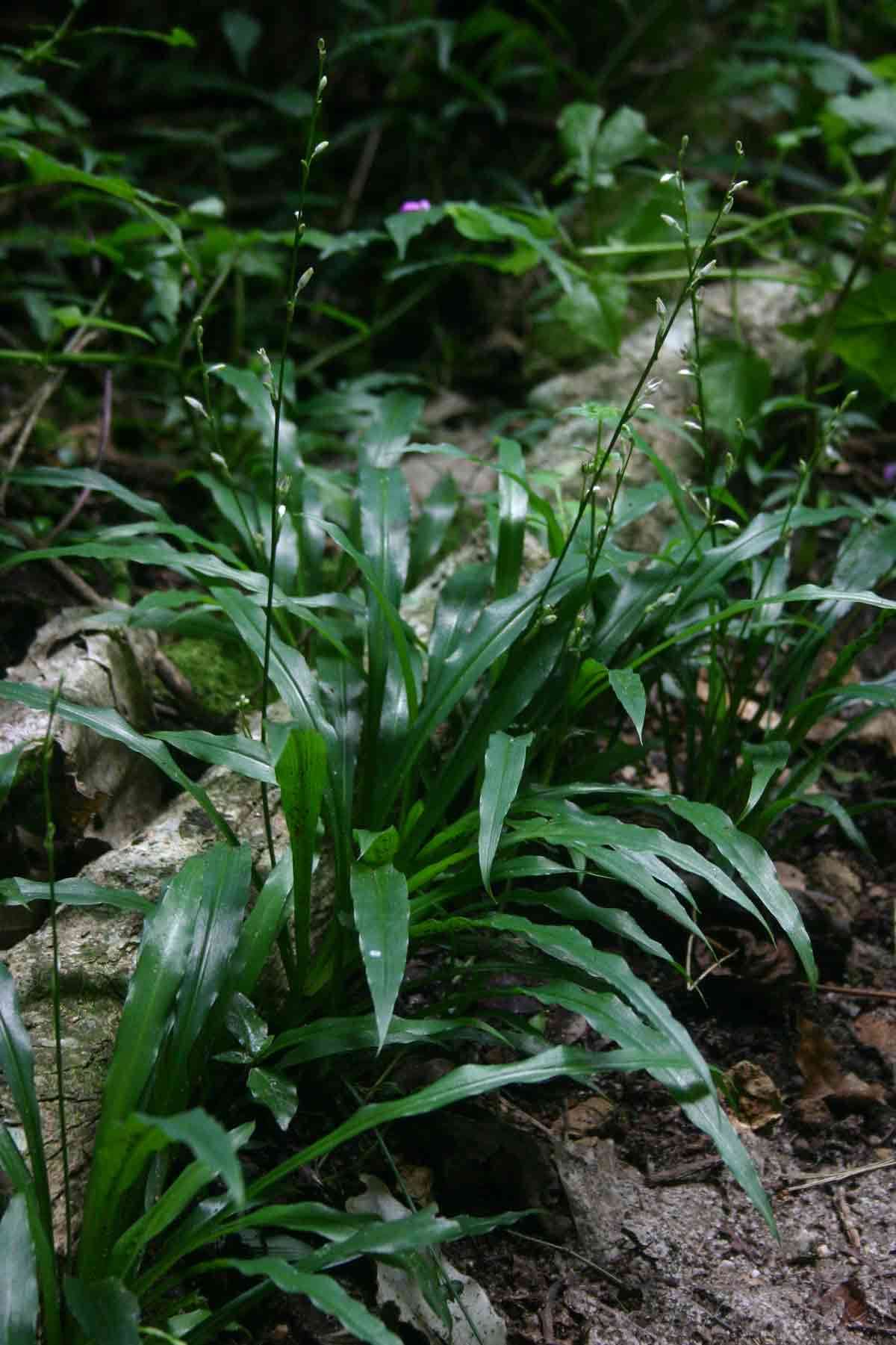 Chlorophytum comosum - Wikipedia