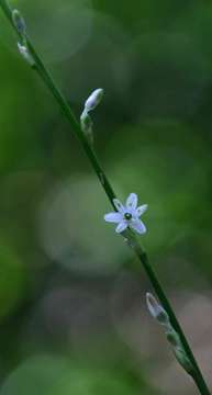 Image of chlorophytum