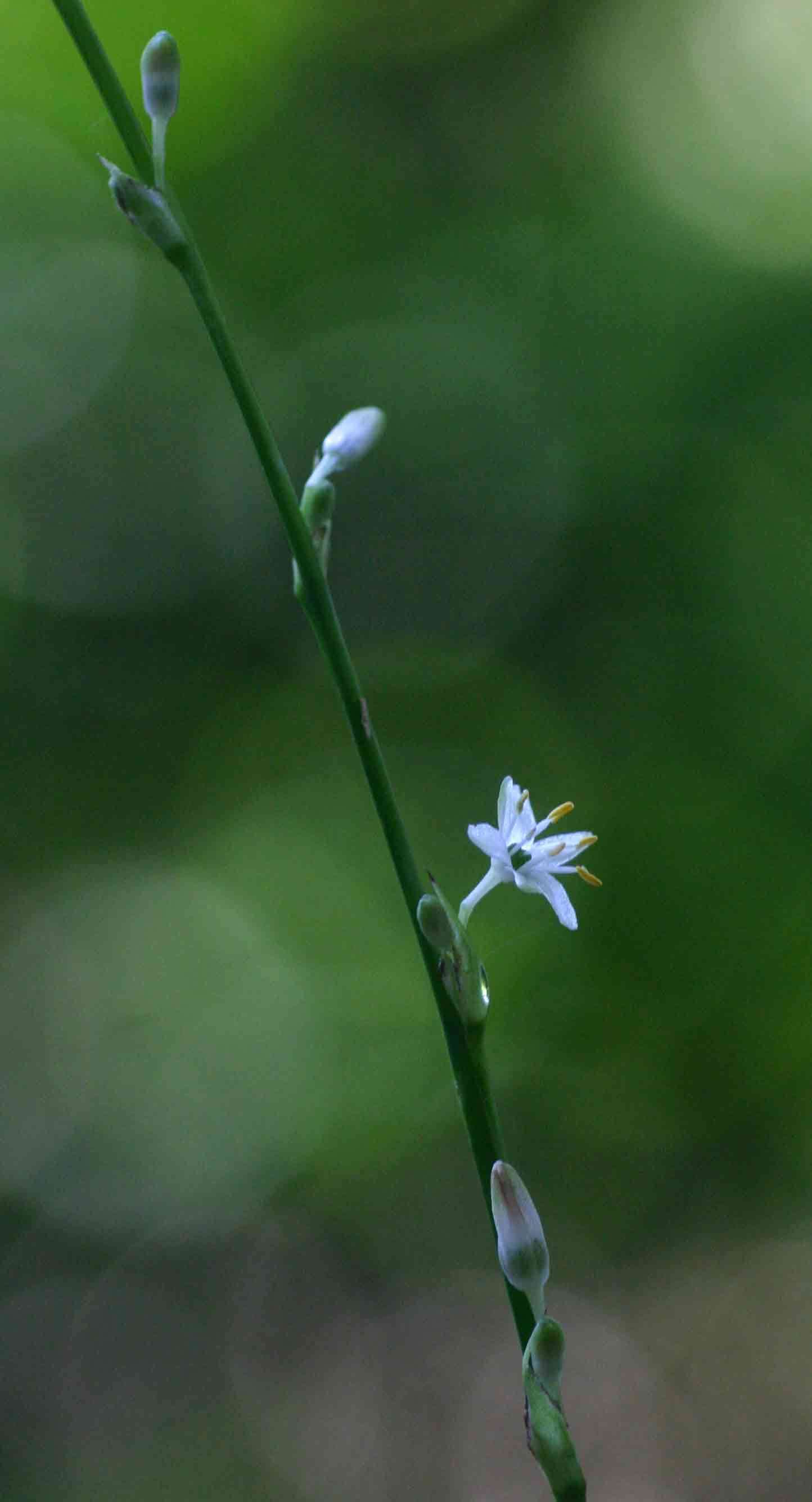 Plancia ëd Chlorophytum