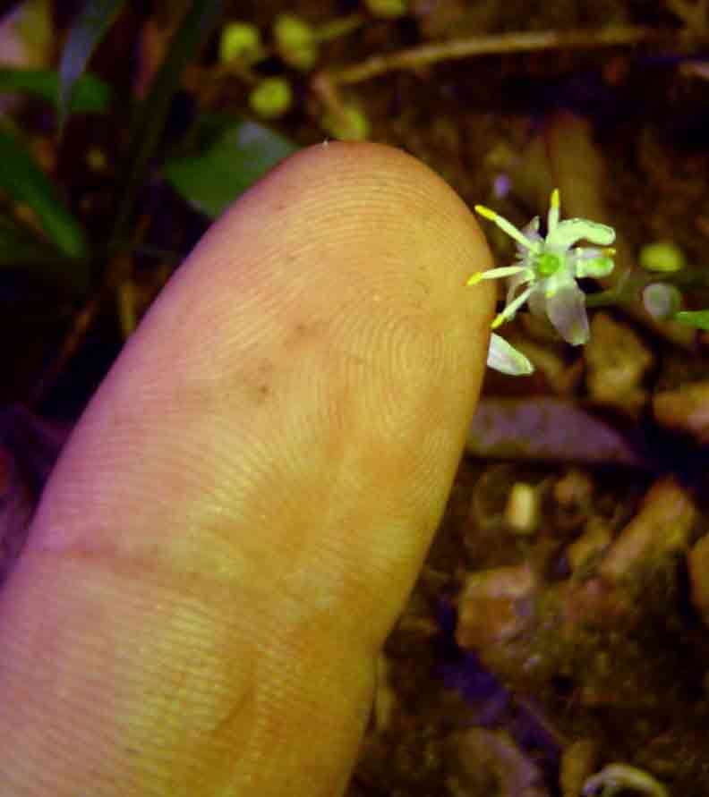 Plancia ëd Chlorophytum