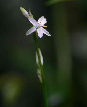 Image of chlorophytum