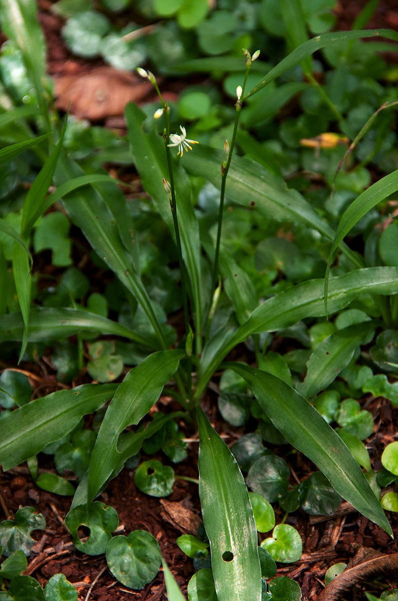 Plancia ëd Chlorophytum